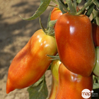 Plant de tomate 'Cornabel' F1 bio : pot de 0,5 litre